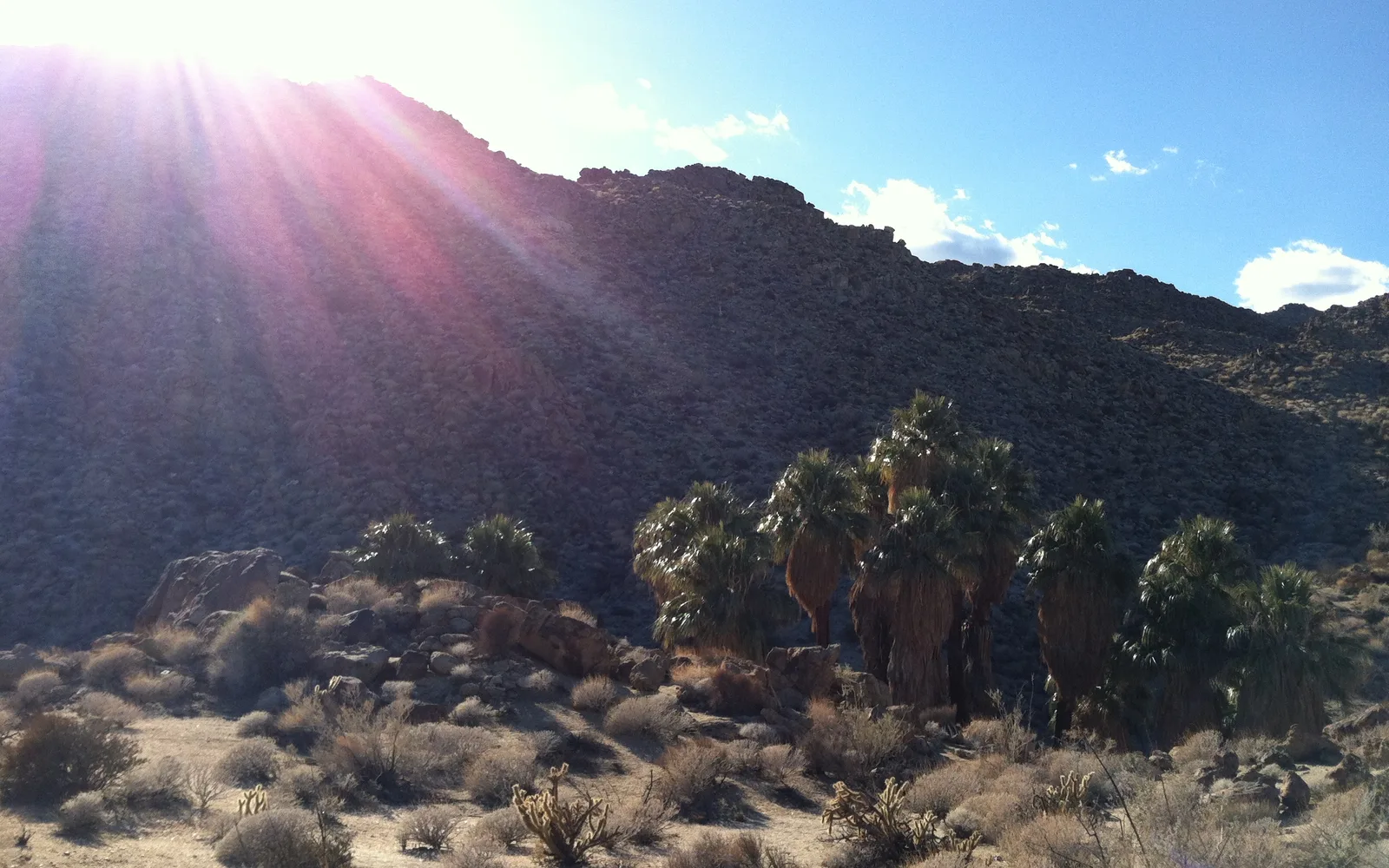 Desert hillside in sunlight showing the arid landscape characteristic of the Palm Springs area in California